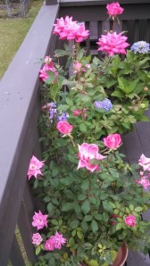 IMG_20130826_111745_018